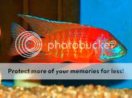 Tropical Fish African Cichlids, Ruby Red Peacocks, 6 Lot, 2  